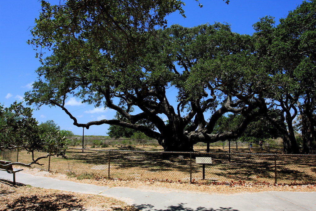 Big Tree - Goose Island State Park, Texas