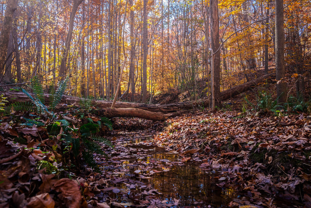 Lake Johnson, North Carolina