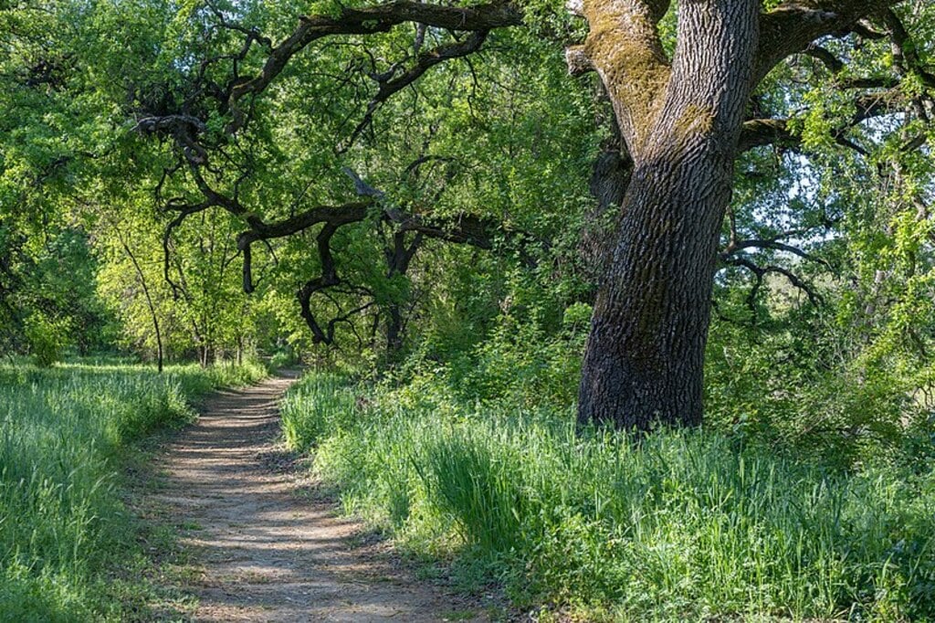 Nature trail along Oxbow Lake, Bidwell-Sacramento River State Park