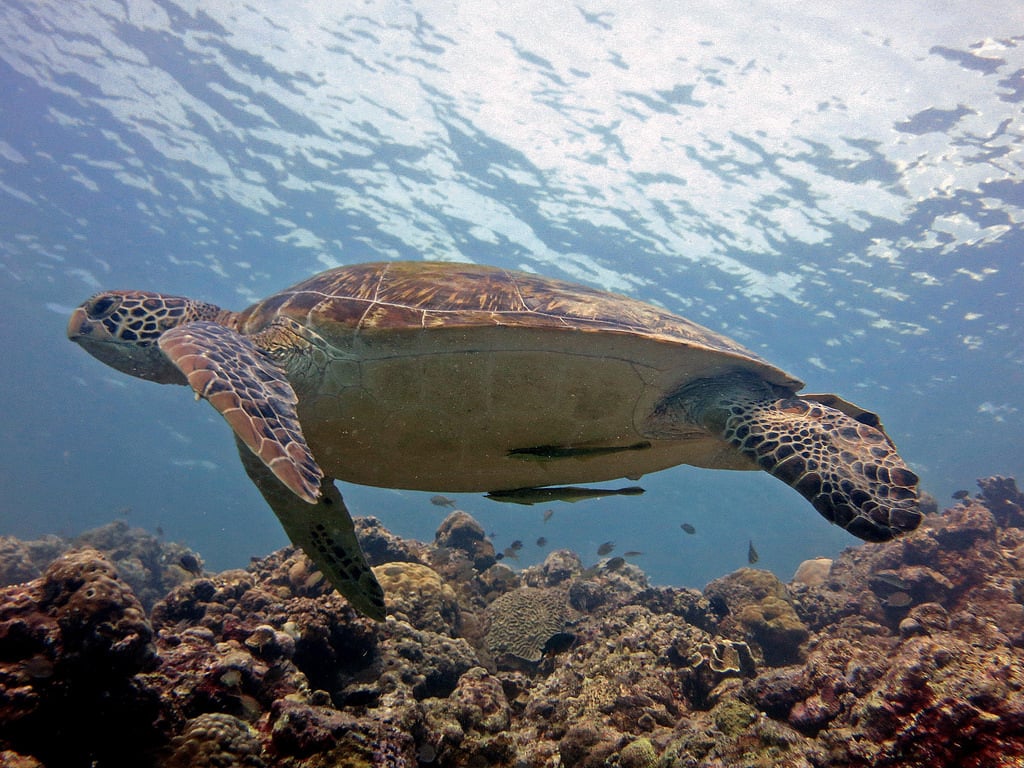 2014 11 Moalboal 54 grumpy turtle