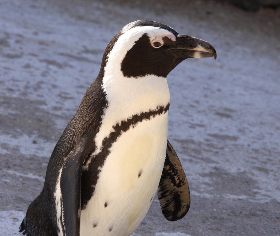Spheniscus demersus -Maryland Zoo -USA-8a