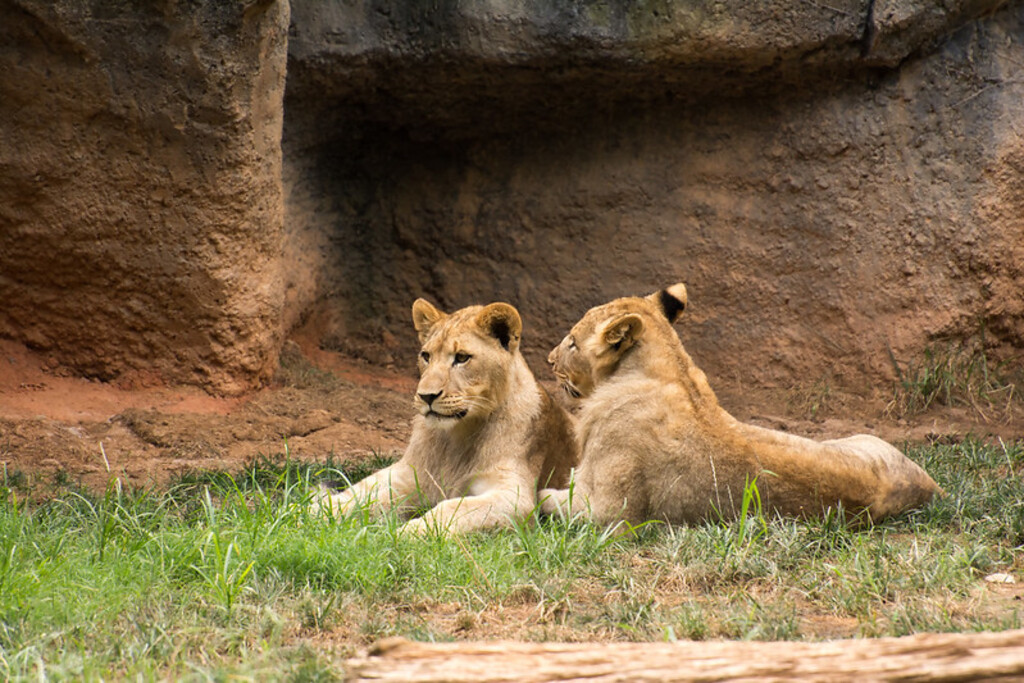 Lions