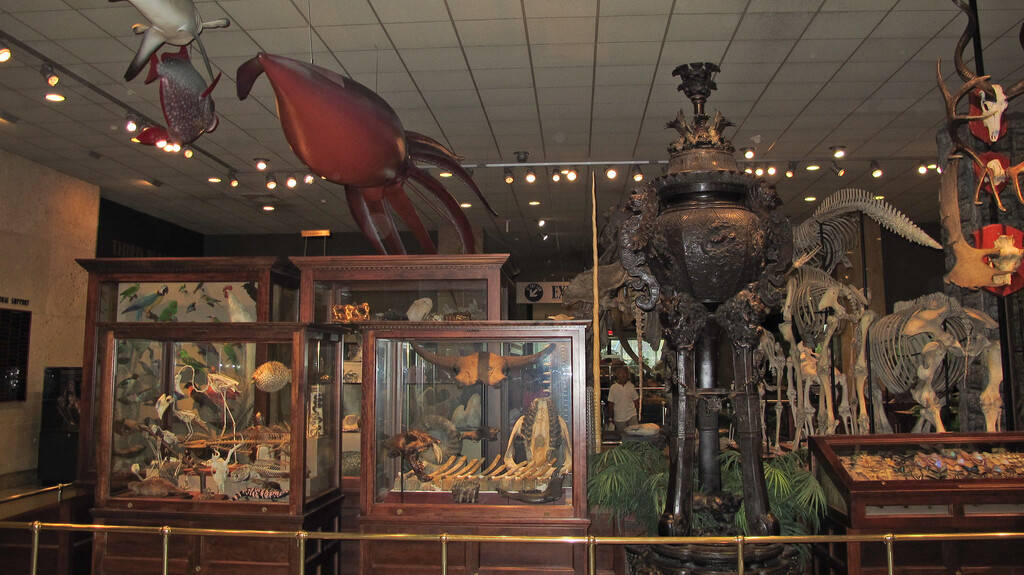 Various Exhibits in the Milwaukee Public Museum