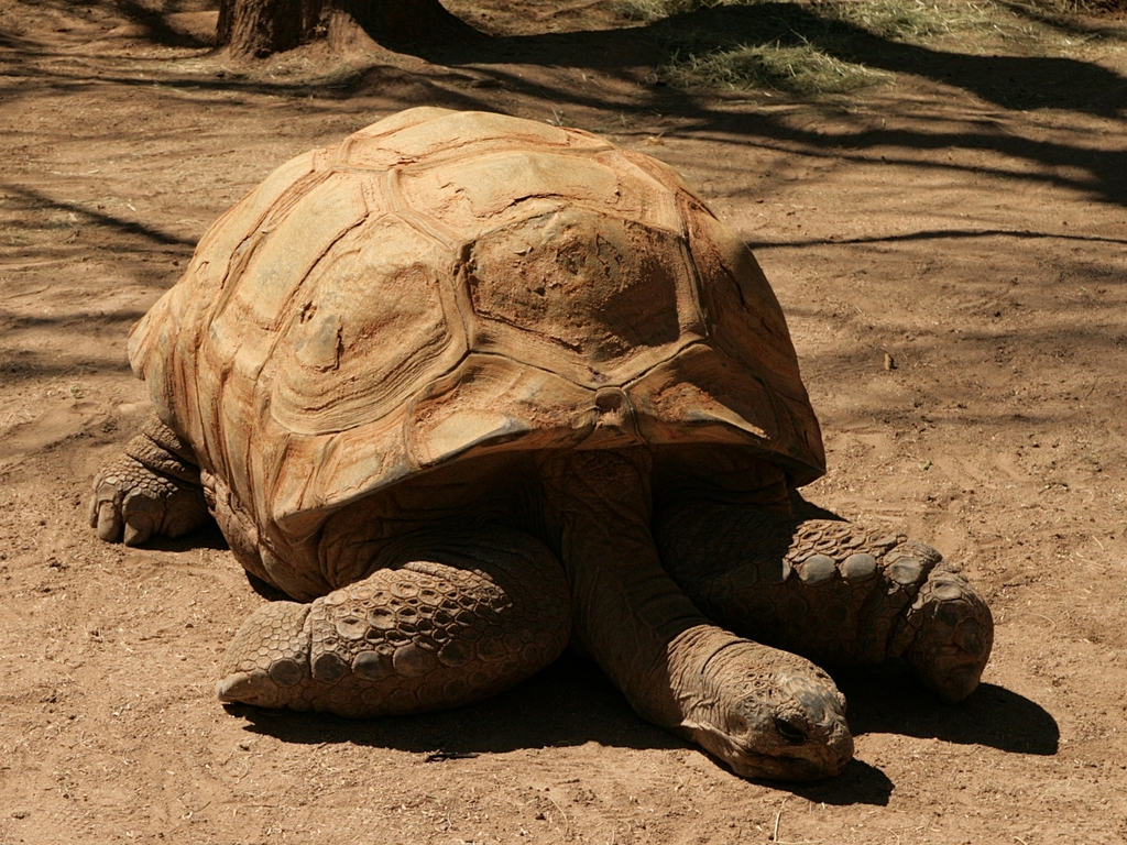 Aldabra tortoise at Reid Park Zoo 