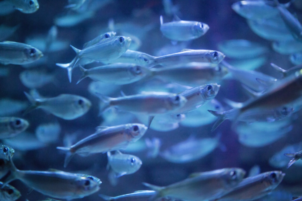 Sea Life Aquarium