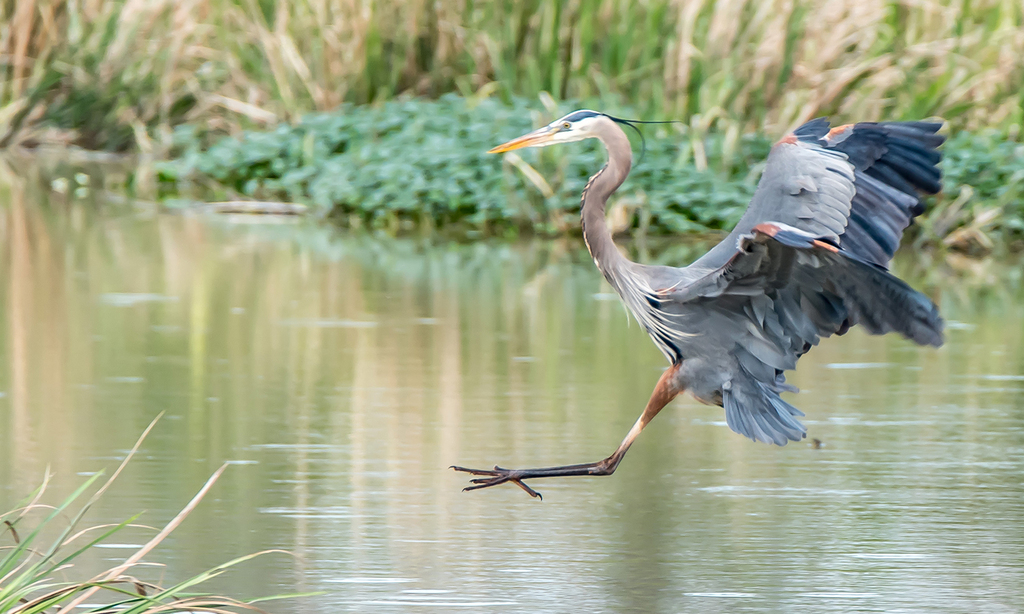 Great Blue Heron Phinizy Swamp Nature Park_10x6