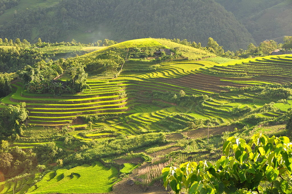 Terraced fields Sa Pa Vietnam