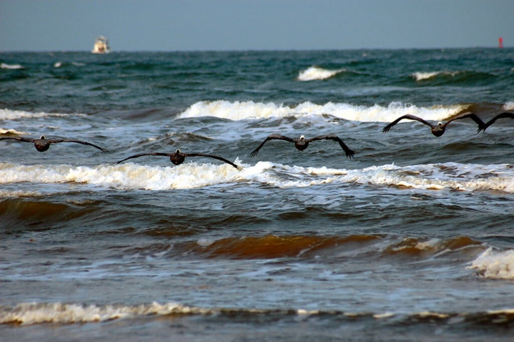 Pelicans at Quintana beach Texas