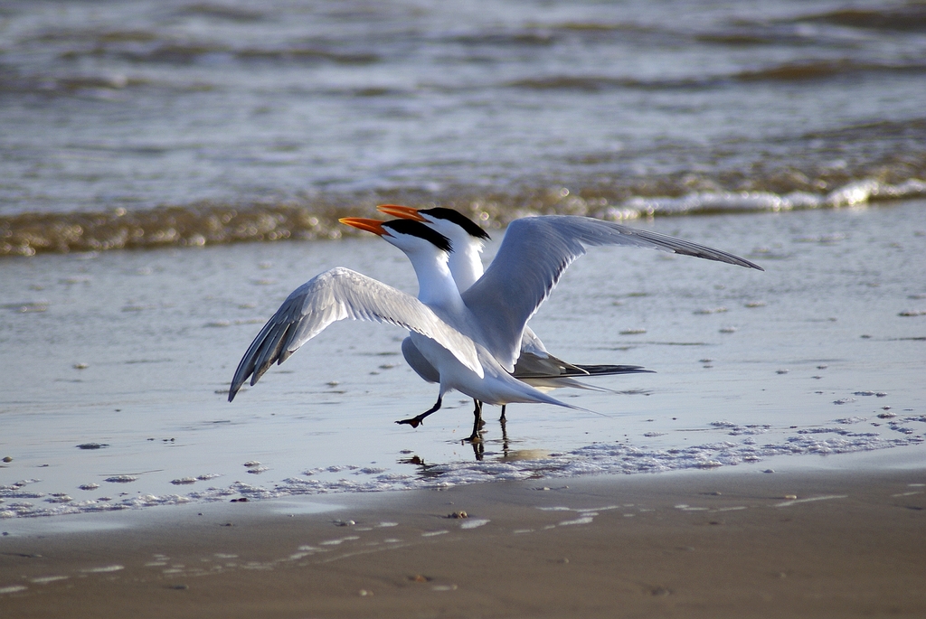 3-26-08-2 Royal Terns in mating dance Bryan Beach Tx