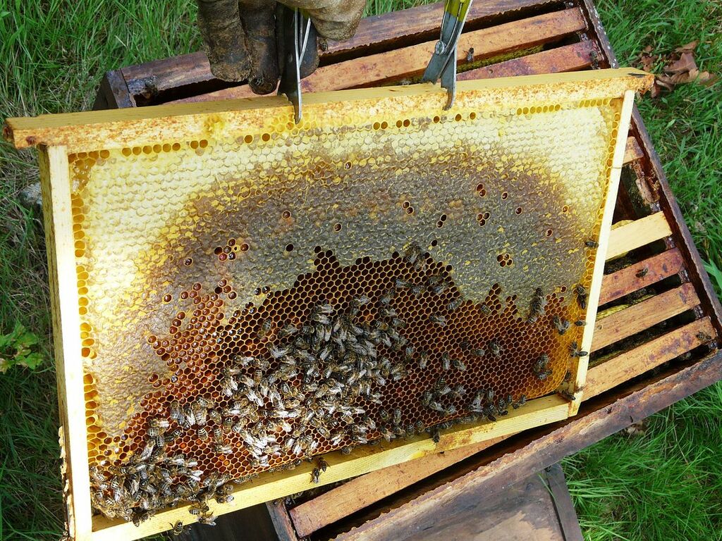 Abeilles et ruches 20