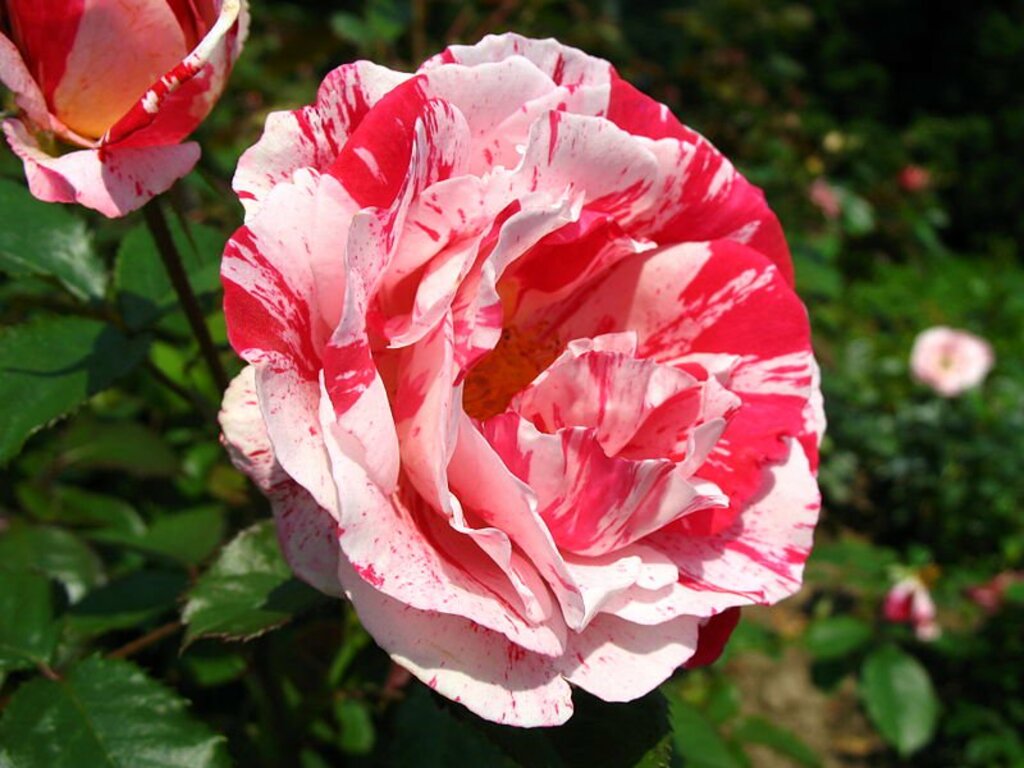 4503 - Bern - Rosengarten - Rose