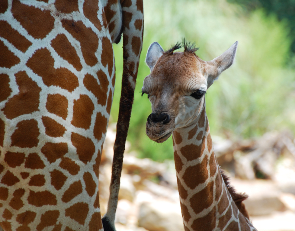 One day old giraffe with mother -Birmingham Zoo