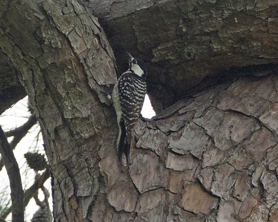 Red-cockaded Woodpecker  (Leuconotopicus borealis)