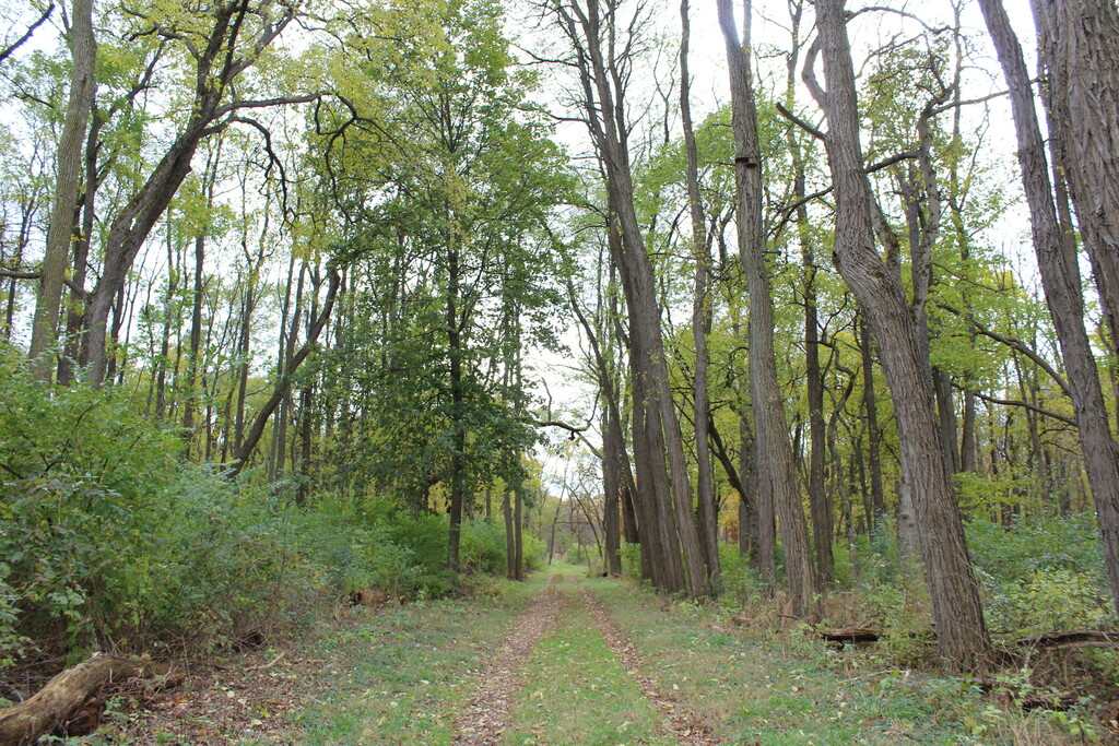 Entrance to Salt Creek Woods at 31st & Mayfair.
