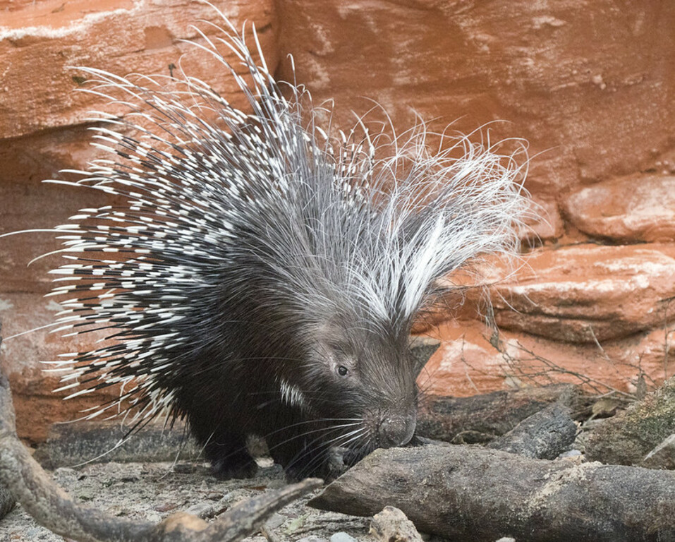 African crested porcupine  - Central Florida Zoo and botanical gardens -  Sanford Florida