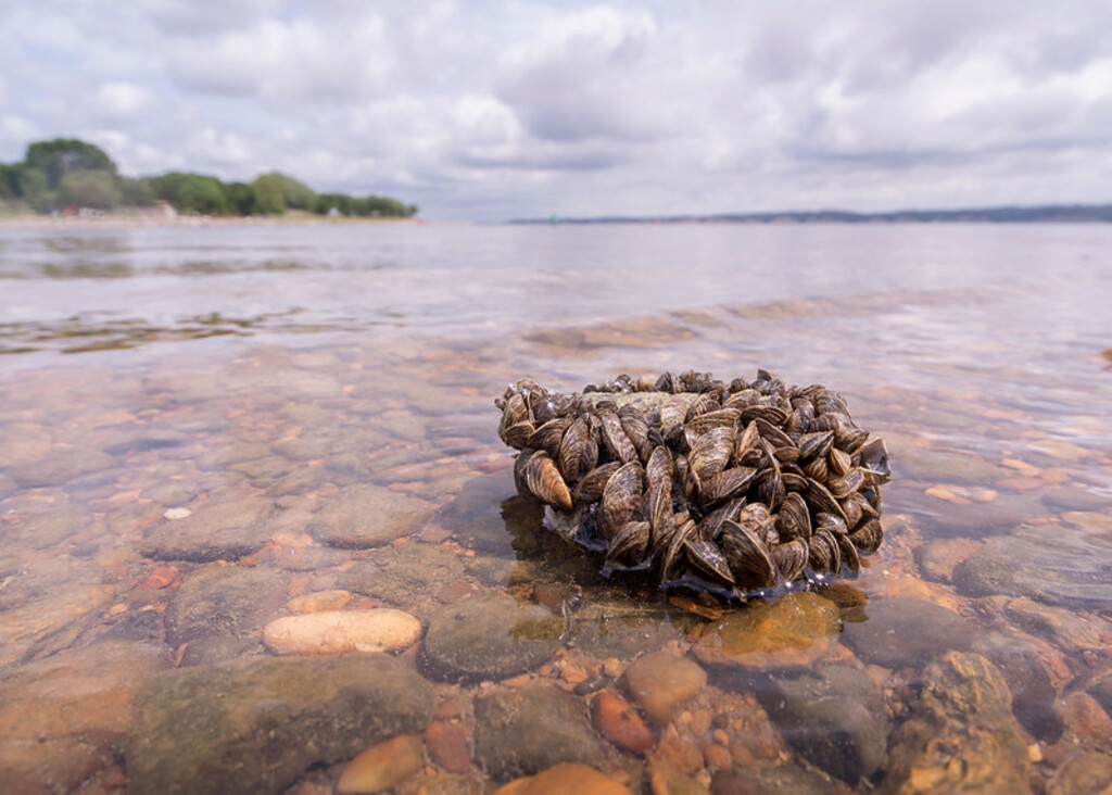 Zebra Mussels on the Shoreline.
