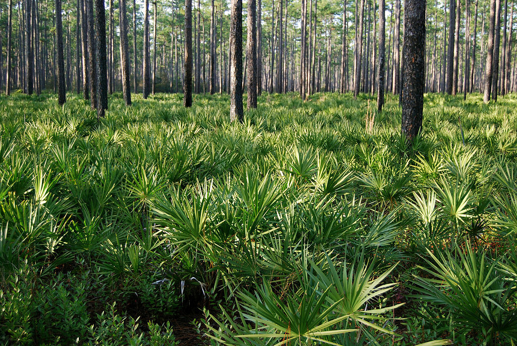 Pinus palustris forest, Osceola National Forest
