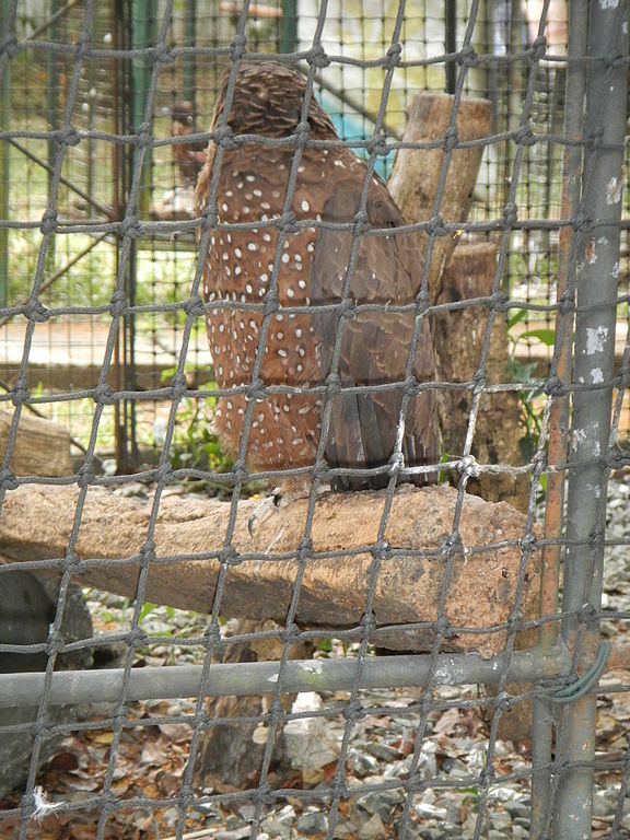 Crested Serpent Eagle - Spilornis cheela - Ninoy Aquino Parks & Wildlife Center 01