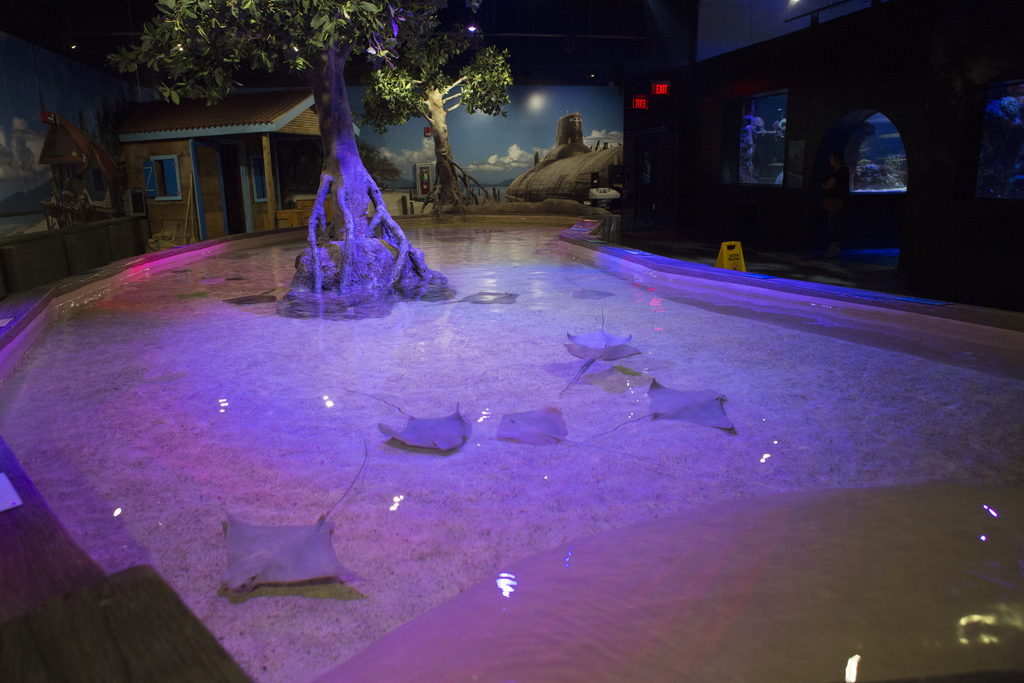 15 Best Things To Do In Shreveport, Louisiana Trip101