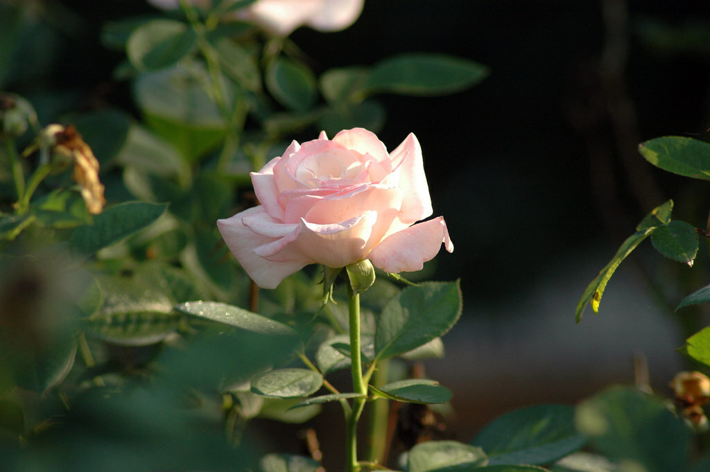 Sunlight on Pink