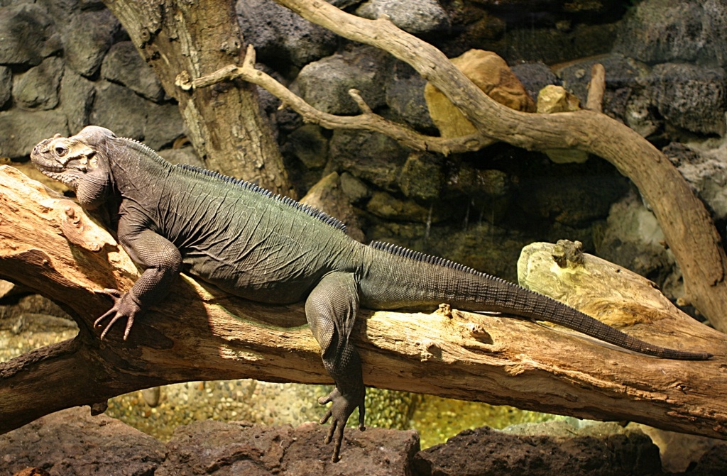 Rhinoceros Iguana - Houston Zoo