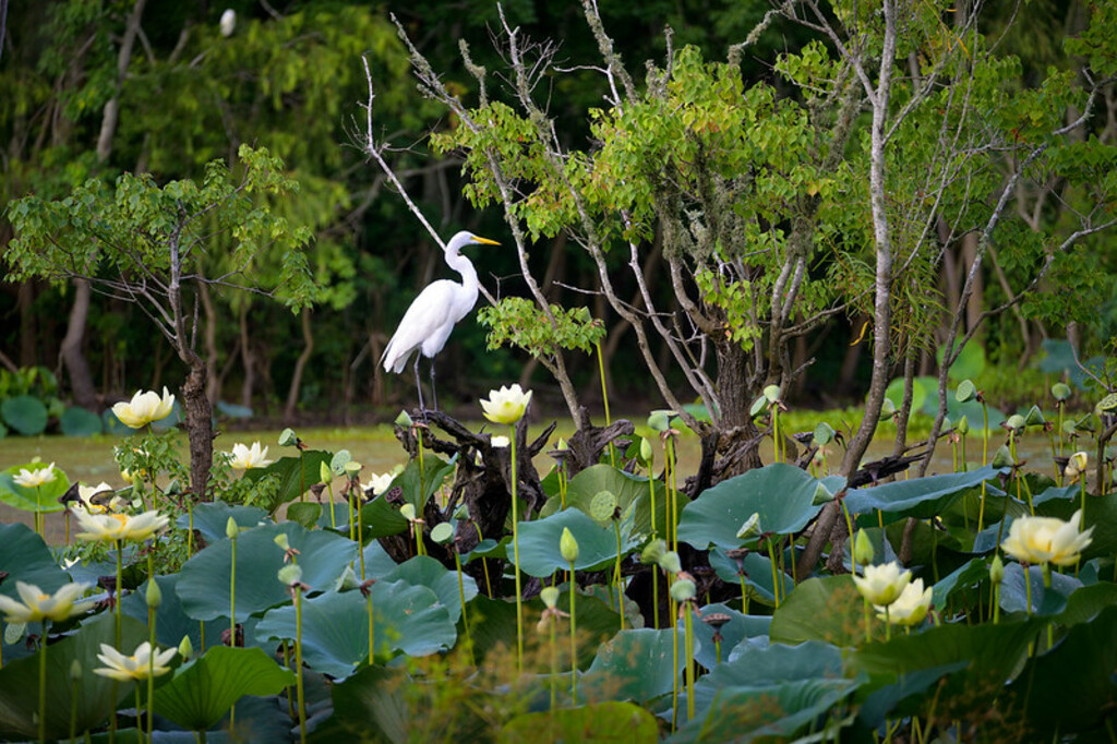 Egret among the lotus