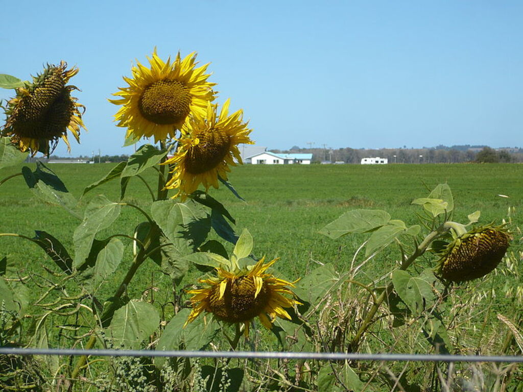 Sunflowers on Coffee Creek