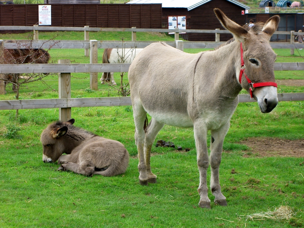Donkeys at farm sanctuary
