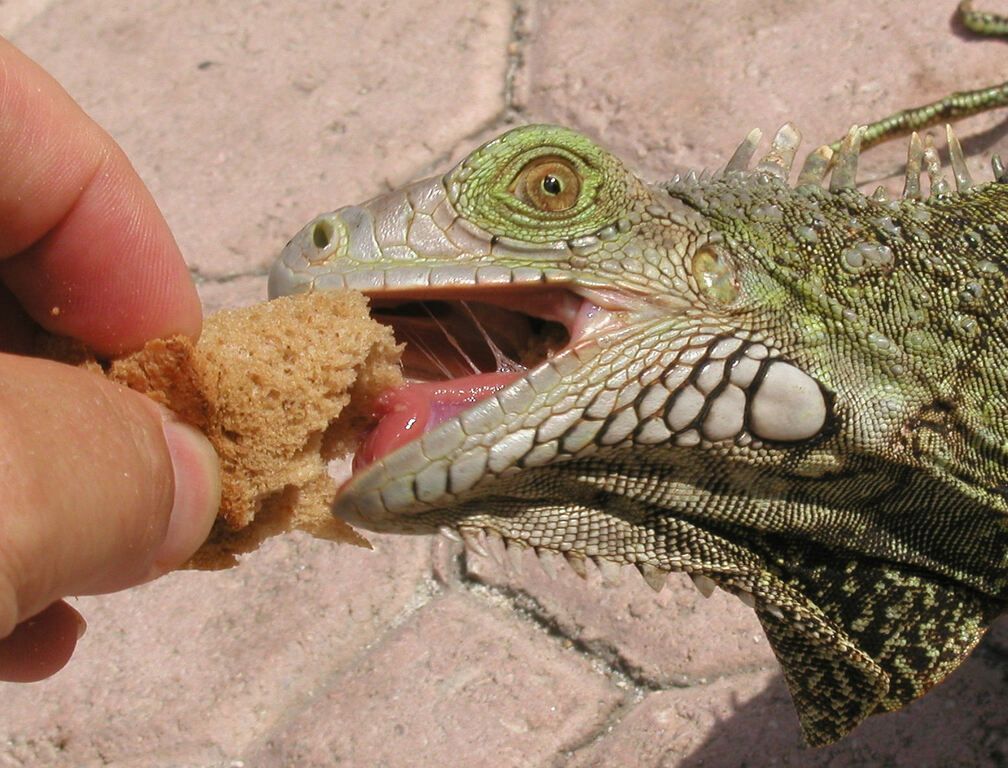 Iguana feeding - Aruba