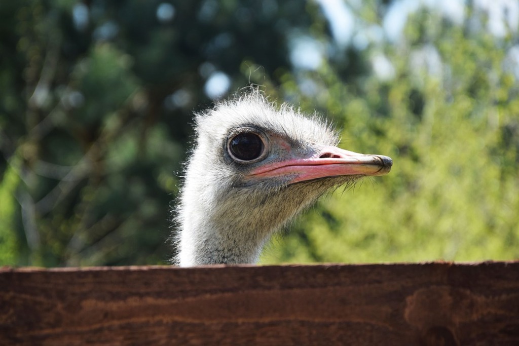Ostrich