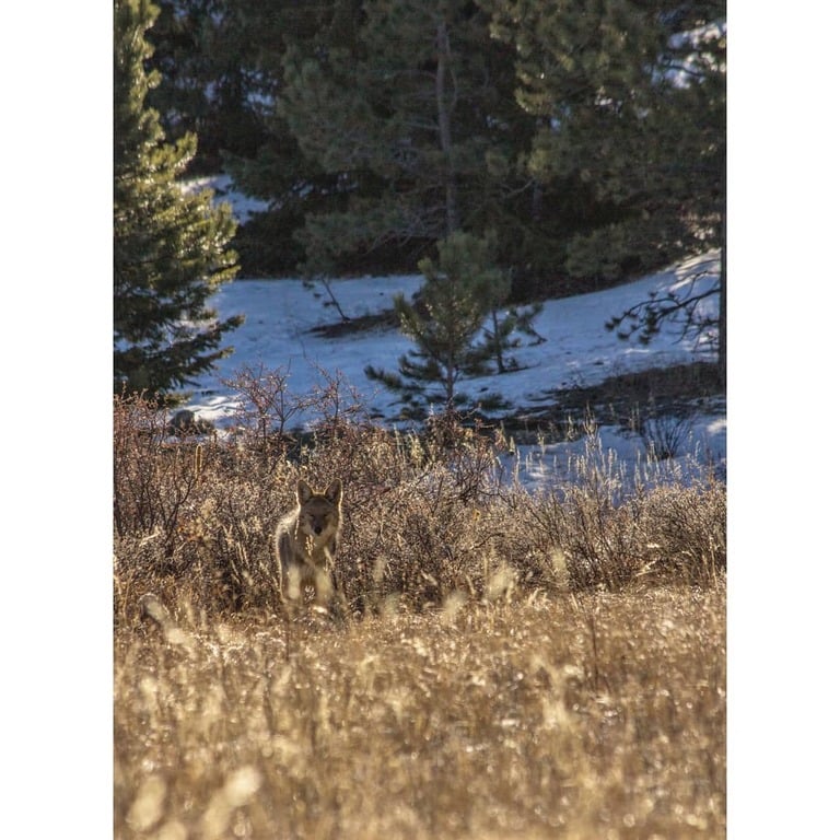 things to do in estes park | admire nature at hermit park open space