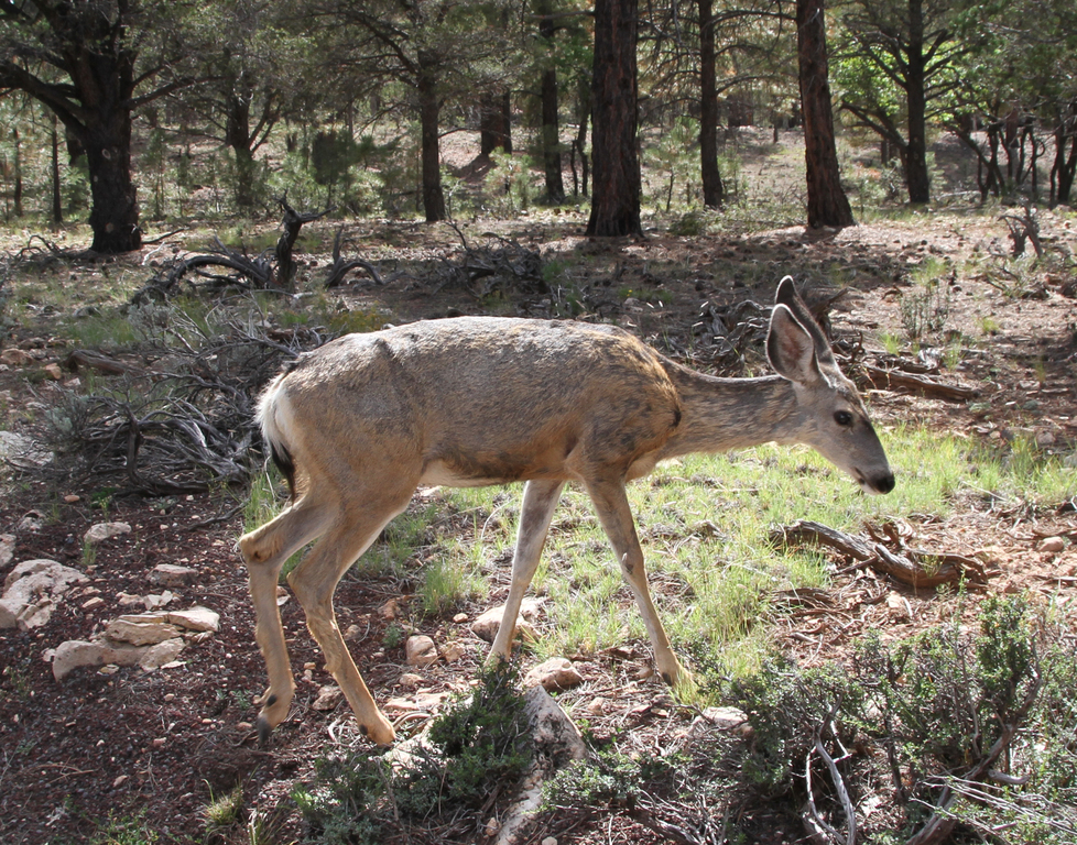 Mule Deer Grand Canyon (14923550574)