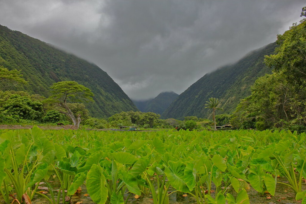 Waipi'o Valley