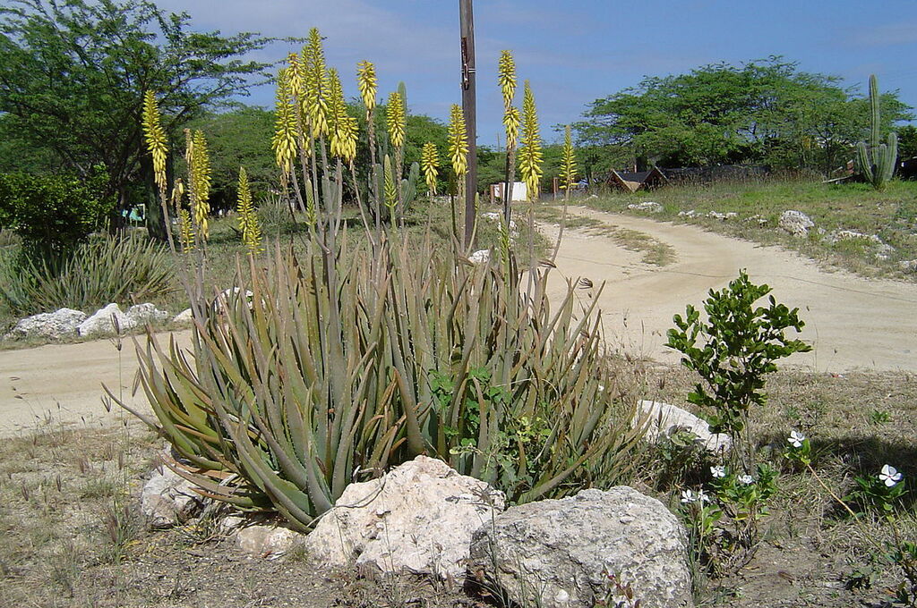 Aloe vera in Aruba