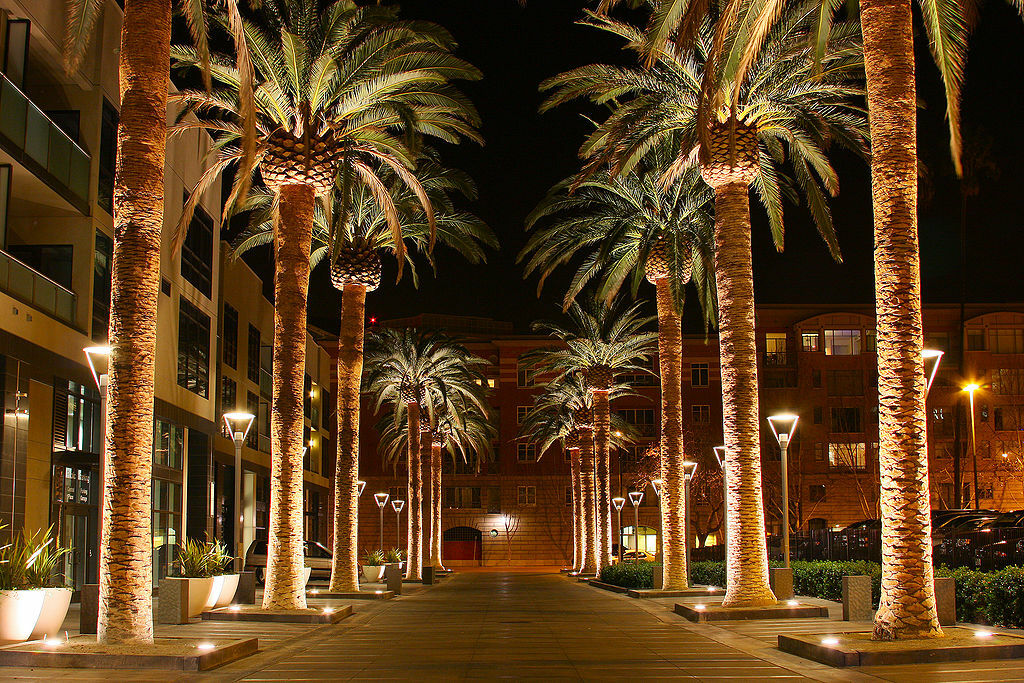SAN JOSE CALIFORNIA PALM TREE 2010