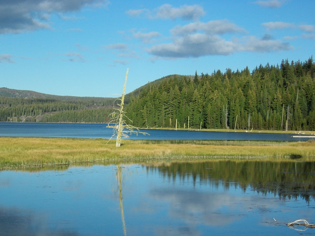 Paulina Lake, wetlands and snag