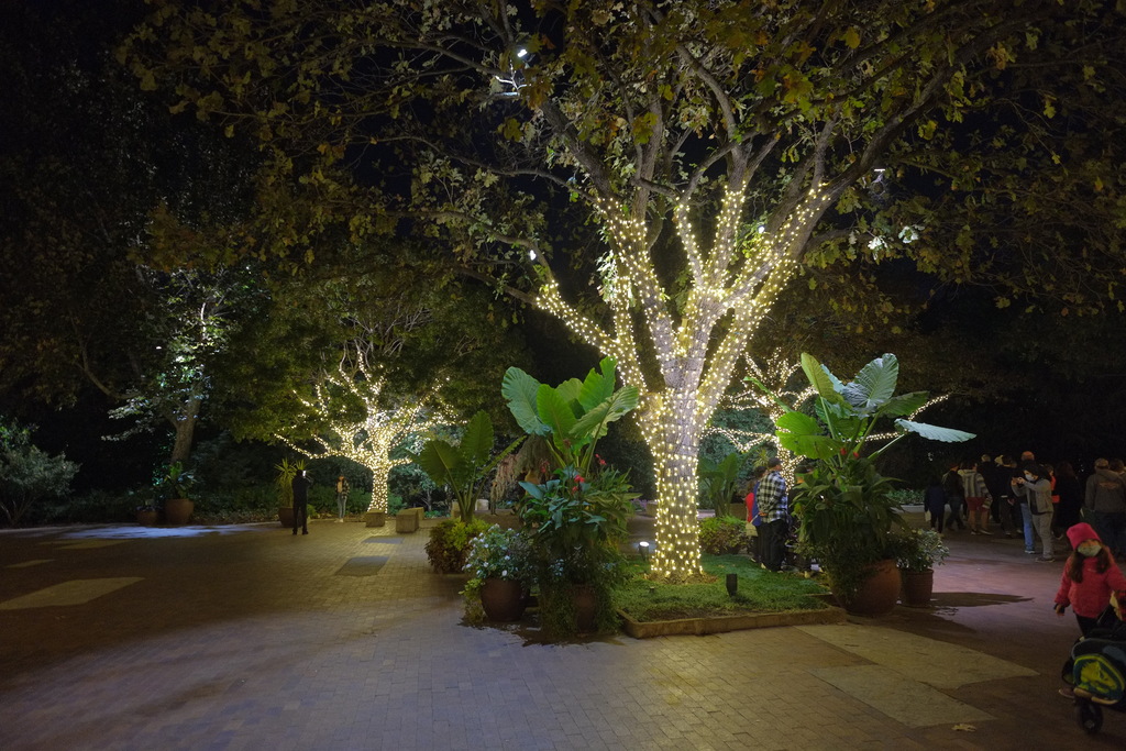 Dallas Arboretum Christmas Lights