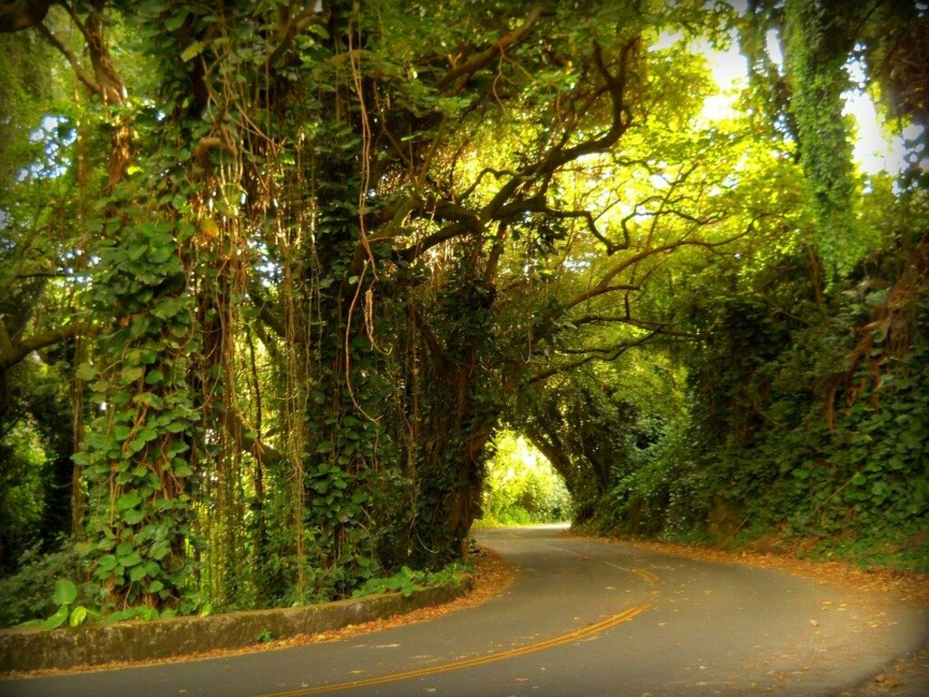 Pali Drive