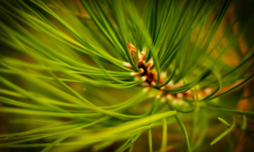 Pine tree