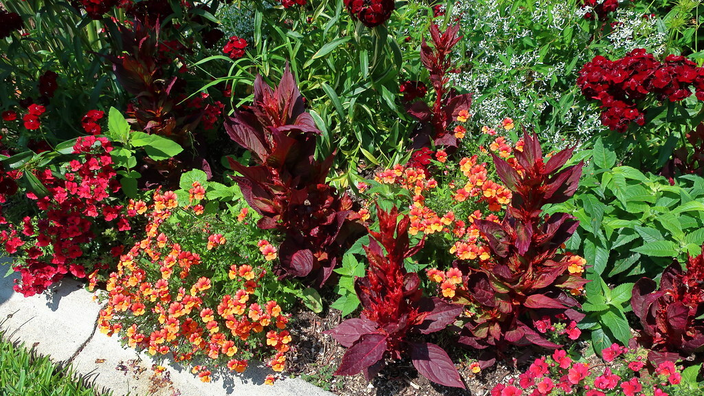 rac190615 218 Corona del Mar, Sherman Gardens - Perennial Garden, Nemesia sp, Celosia argentea cv Plumed Cockscomb, Calibrachoa sp, Euphorbia hypericifolia cv, Dianthus barbatus cv Sweet William
