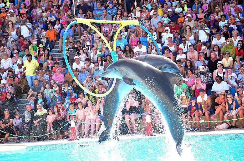 things to do in sharm el-sheikh egypt | swim with dolphins at dolphina park
