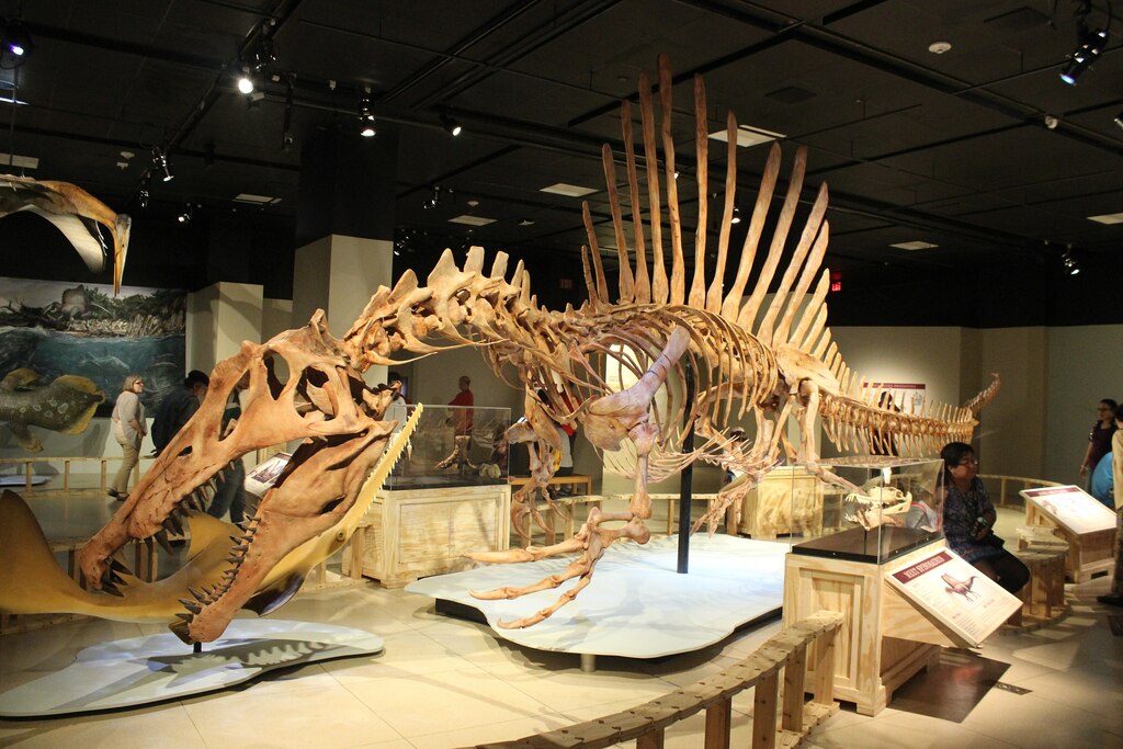 Spinosaurus at the National Geographic Museum in DC