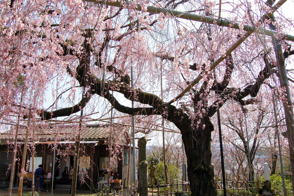 Senju-in Temple in Matsue, Japan - 松江市の千手院 Cherry Tree1