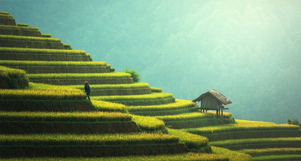 rice fields