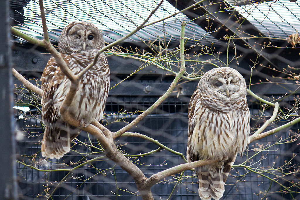 Top 12 Things To Do At Christmas In Washington DC Updated 2024 Trip101