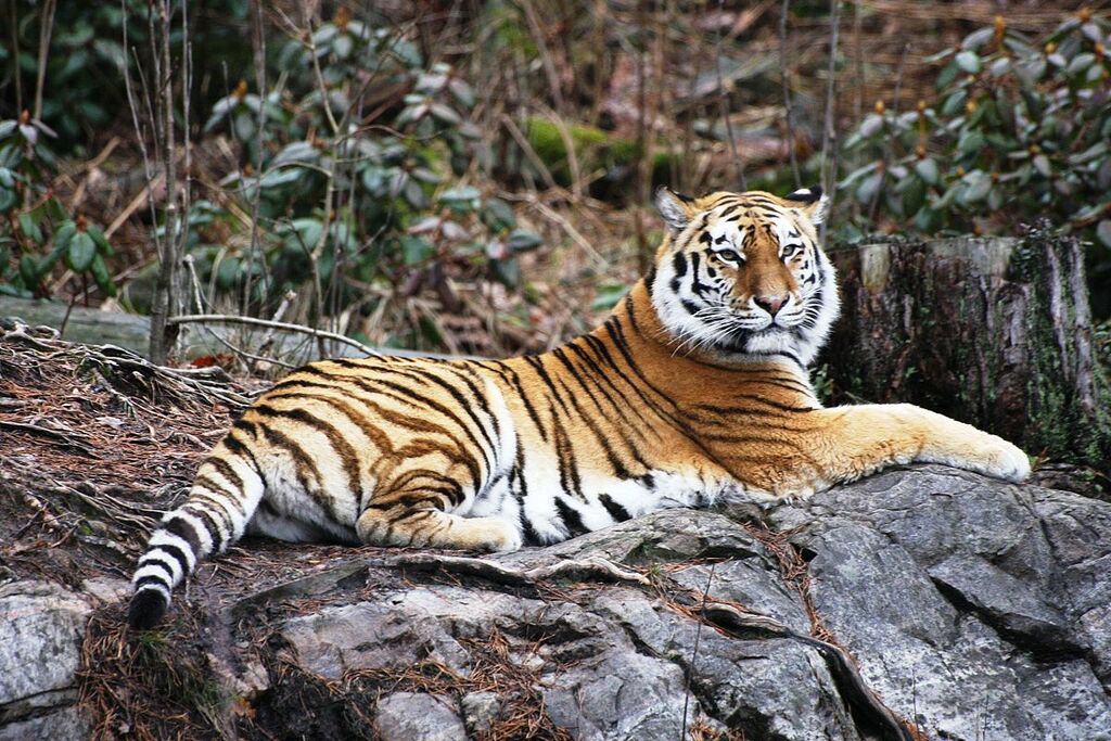 Panthera tigris kristiansand dyrepark