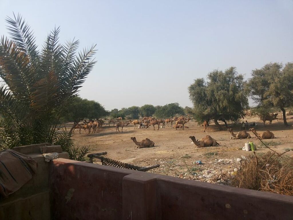 Herd of Camels in Tharparkar Desert