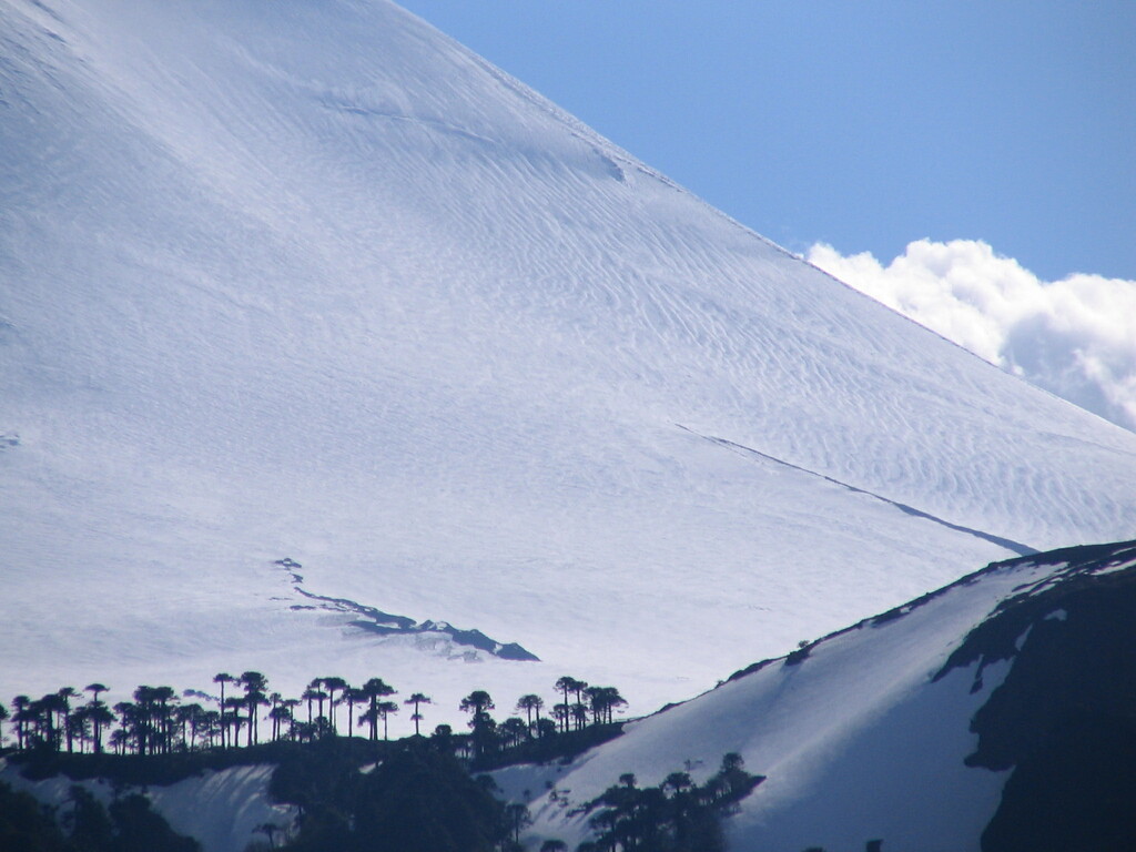 Araucaria araucana, Volcan Llaima