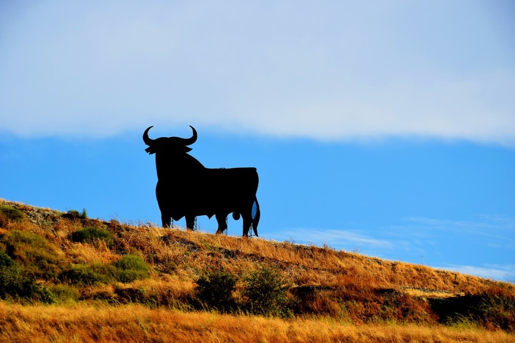 Osborne bull