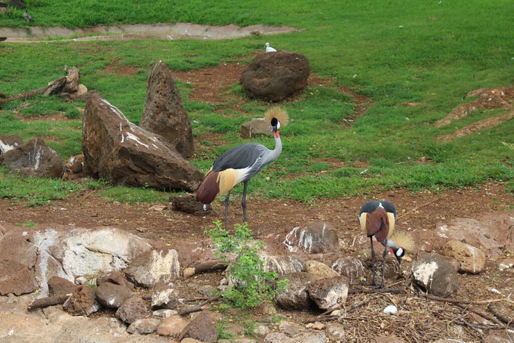 Honolulu Zoo